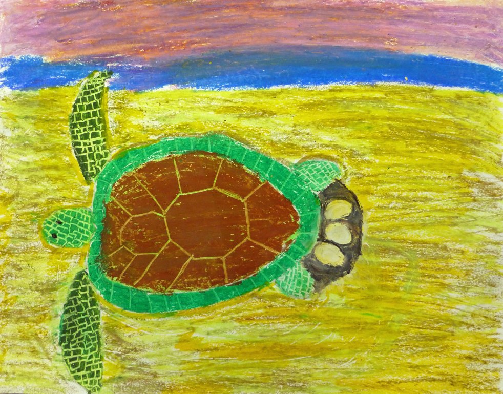 2nd Grade Honorable Mention. 'Hawaiian Green Sea Turtle' by Emma Wang from Chadbourne Elementary School. Image courtesy US Fish and Wildlife Service.
